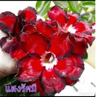 12 เมล็ด เมล็ดพันธุ์ ชวนชม สายพันธุ์ไต้หวัน ดอกสีแดง Adenium seed กุหลาบทะเลทราย Desert Rose ราชินีบอนไซ เปอร์เซ็นต์การงอก 80-90%