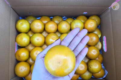 เก็บเงินปลายทาง ส้มสายน้ำผึ้ง เบอร์ 6 แท้ จากอ.ฝาง กล่อง 10 กิโล ส้ม ส้มสด ส้มเขียวหวาน ส้ม