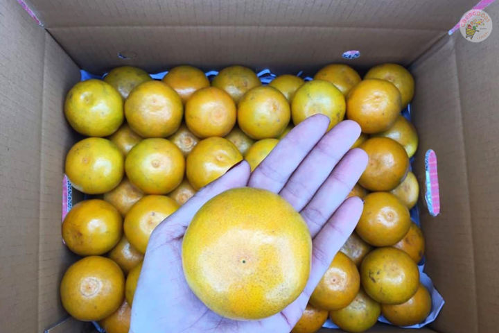 เก็บเงินปลายทาง-ส้มสายน้ำผึ้ง-เบอร์-4-แท้-จากอ-ฝาง-กล่อง-5-กิโล-ส้ม-ส้มสด-ส้มฝาง-ส้มเขียวหวาน