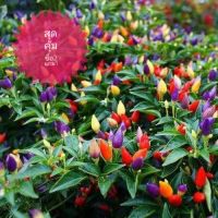 บอนสี เมล็ดพันธุ์พริกมงคล7สี พริกเรียกทรัพย์สีรุ้ง Ornamental Pepper seeds บรรจุ/contain 100 เมล็ด/seeds เมล็ดพันธุ์ผัก ต้นไม้ประดับ ต้นบอนไซ ต้นไม้บอลสี ต้นไม้หายาก