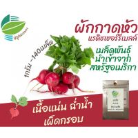 เมล็ด แรดิช (Radish) จำนวน 140 เมล็ด ผักกาดหัว แรดิชเชอรี่เบล์ ผักสลัด นำเข้าจากสหรัฐอเมริกา