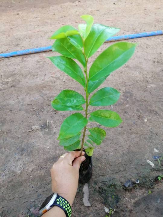 ต้นทุเรียนเทศหรือทุเรียนน้ำผลสุกทานได้ใบมีสรรพคุณเยอะ