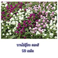 บานไม่รู้โรย?? 50เมล็ด คละสี  ปลูกขึ้นจริงให้ดอกสวย สายพันธุ์แท้ แถมฟรีคู่มือการปลูก?