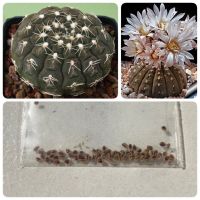 เมล็ดพันธ์ุ ยิมโนจานบิน Gymnocalycium ragonesei 10 เมล็ด แคคตัส กระบองเพชร Cactus