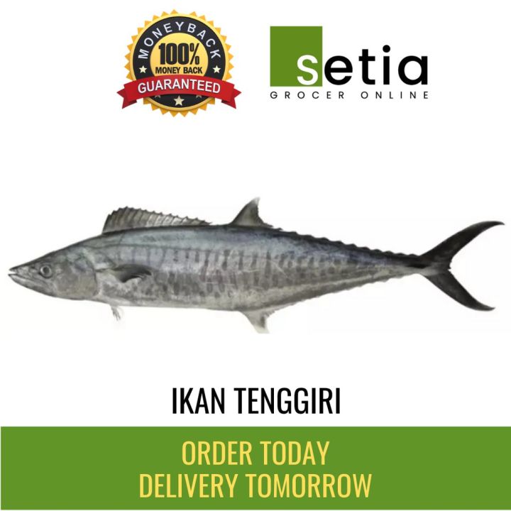 Ikan Tenggiri Fresh - 2.5 Kg Seekor | Lazada