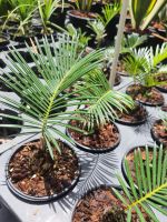 ต้นปรงญี่ปุ่นแคระ ในกระถาง3นิ้วปรงญี่ปุ่นแคระ หรือ Sago Cycad เป็นไม้ที่ดูแลง่ายมากๆ แทบจะไม่ตรงยุ่งอะไรกับเค้าเลย รดน้ำเสร็จ ออกไปเที่ยวได้อย่างสบายใจ