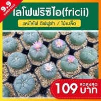 แคคตัส โลโฟ ฟริซิไอ Lophophora fricii (ไม้เมล็ด)