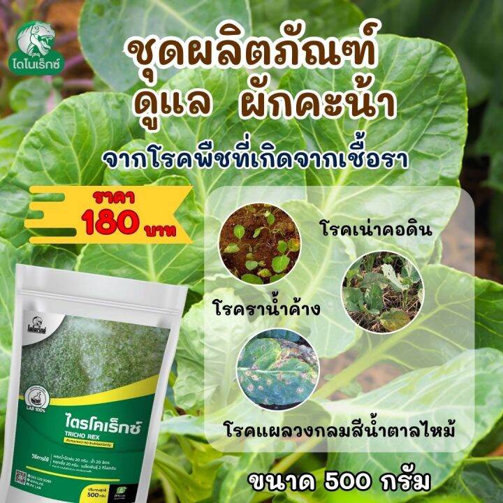กำจัดโรคพืชที่เกิดจากเชื้อรา ใน ผักคะน้า เร่งฟื้นฟูจากการเข้าทำลายของเชื้อรา ไตรโครเร็กซ์ ปุ๋ยน้ำอะมิโน โดยไดโนเร็กซ์ | Lazada.co.th กำจัดโรคพืชที่เกิดจากเชื้อรา ใน ผักคะน้า เร่งฟื้นฟูจากการเข้าทำลายของเชื้อรา ไตรโครเร็กซ์ ปุ๋ยน้ำอะมิโน โดยไดโนเร็กซ์ | Lazada.Co.Th