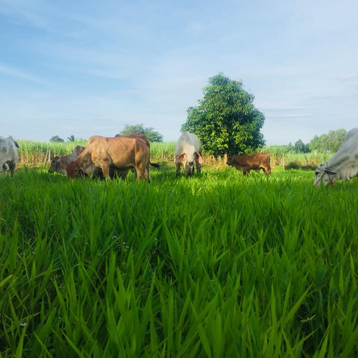 เมล็ดพันธุ์หญ้ารูซี่-สำหรับเลี้ยงสัตว์-เมล็ดพันธุ์หญ้า-รูซี่-ปลูกเลี้ยงสัตว์-วัว-ควาย-แพะ-แกะ-5กิโลกรัม