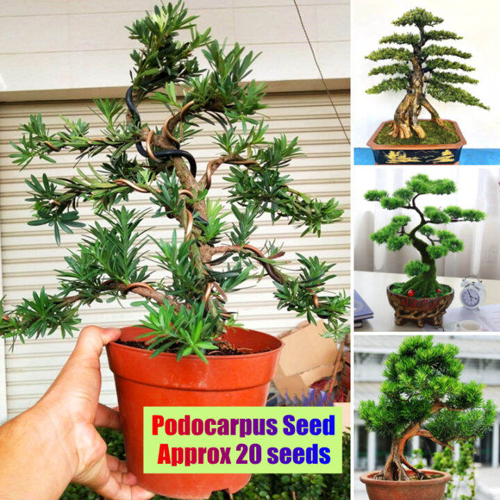 Good Quality Rare Podocarpus Tree Seeds for Sale (20 Pcs/bag) Bonsai