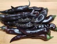 พริก เมล็ดพันธุ์พริกชี้ฟ้าสีดำ Firecracker Seed บรรจุ 10 เมล็ด