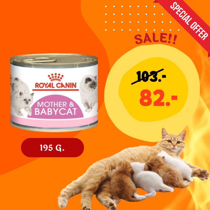 Royal Canin Mother & Babycat MOUSSE 195 g. อาหารแมวโรยัล คานิน สำหรับ ...