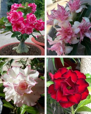 12 เมล็ด เมล็ดพันธุ์ ชวนชม สายพันธุ์ฮอลแลนด์ คละสี Adenium Seeds กุหลาบทะเลทราย Desert Rose ราชินีบอนไซ อัตรางอก 80-90% มีคู่มือปลูก