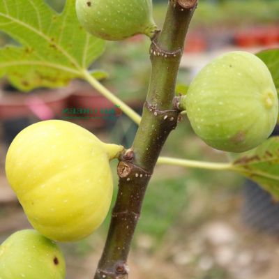 10 เมล็ด เมล็ดมะเดื่อฝรั่ง Figs สายพันธุ์ Kunming (คุณหมิง) ของแท้ 100% มะเดื่อฝรั่ง หรือ ลูกฟิก (Fig) อัตรางอกสูง 70-80% Figs seeds มีคู่มือวิธีปลูก
