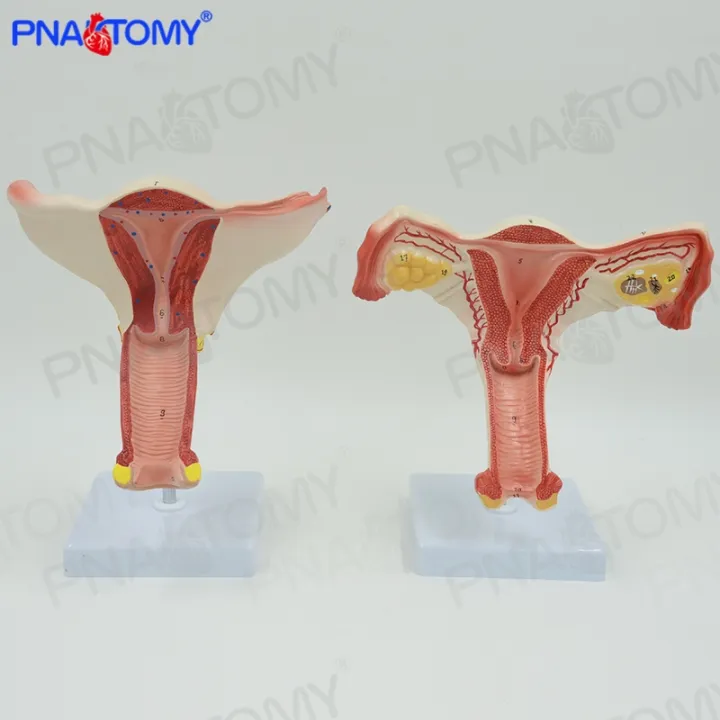 Female Genital System N The Uterus Ovaries Fallopian Tube Anatoml Model Gynecology Obstetrics 9918
