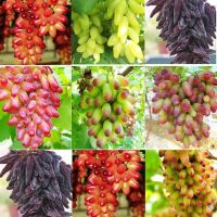 20 เมล็ดพันธุ์ เมล็ด องุ่น Grape Vine Seed อัตราการงอก 80-85%