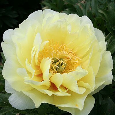 10 เมล็ด เมล็ดโบตั๋น ดอกโบตั๋น ดอกพีโอนี (Peony) สีเหลือง Yellow Peony ดอกไม้นี้​เป็นสัญลักษณ์ของความมั่งคั่งร่ำรวย ความซื่อสัตย์ อัตราการงอก 70-80%