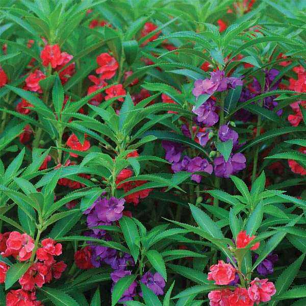 เทียนไทย-ดอกเทียน-เมล็ดพันธุ์ดอกเทียน-balsam-seed-บรรจุ-20-เมล็ด-10-บาท