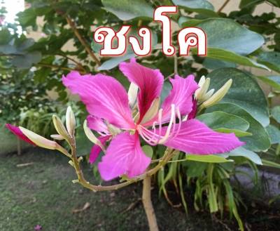 ชงโค เมล็ดพันธุ์ต้นดอกชงโค บรรจุ 10เมล็ด 10 บาท Bauhinia Purpurea Seeds