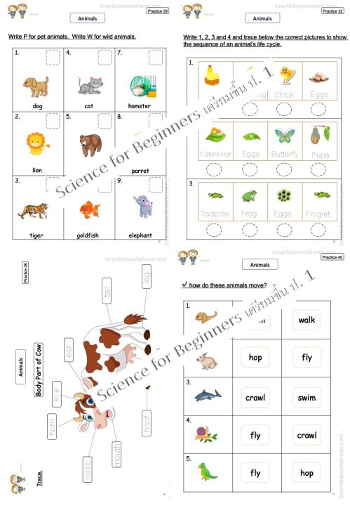 แบบฝึกหัดวิชา-science-สำหรับ-อนุบาล-เตรียมขึ้น-ป-1