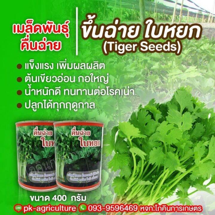 เมล็ดพันธุ์คื่นฉ่าย-ใบหยก-ขนาด-400-กรัม