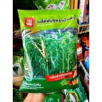 ผักบุ้งจีน 1 kg. ถูกที่สุด ของใหม่ เมล็ดพันธุ์ดีการันตี