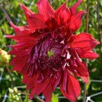 1 เหง้า/ชุุด รักเร่ Dahlia Bulb สายพันธุ์ Creve Coeur หัวรักเร่ ดอกไม้ ดอกรักเร่ เหง้า นำเข้า ยุโรป หัวสดใหม่ ผ่านการแช่เย็นแล้ว