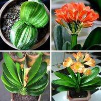 10 เมล็ดพันธุ์ เมล็ด คลิเวีย คลีเวีย ว่านสิบแสน คลิเวียด่าง Lily Clivia seeds อัตราการงอก 80-85%