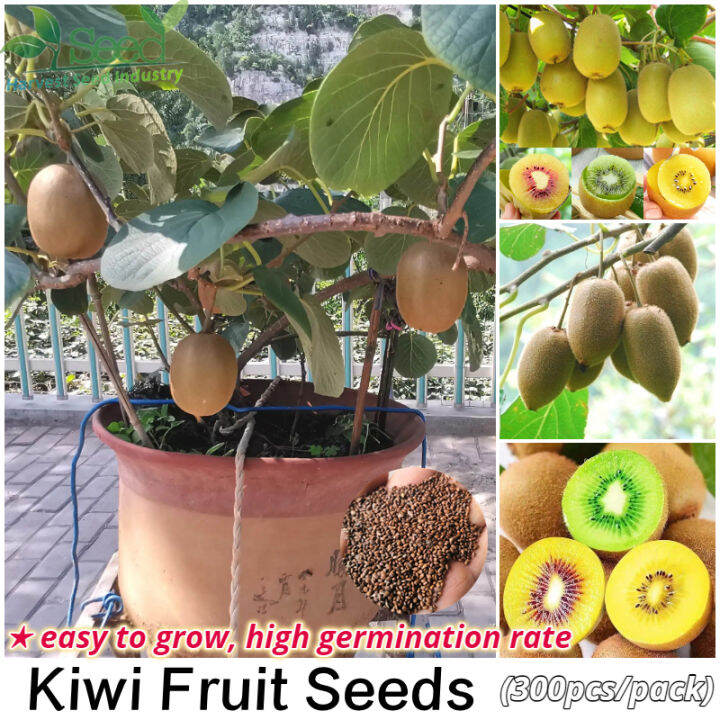 Easy To Grow Kiwi Seeds For Planting Biji Benih Kiwi Fruit Seeds