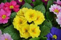 Primula seeds ไม้กระถางในร่มและกลางแจ้ง เมล็ดสี่ฤดู บานต่อเนื่อง ปลูกง่าย ฟอกอากาศ บานสี่ฤดู สวยงามน่าชมPrimula seeds indoor and outdoor potted plants, seeds in four seasons, easy to plant, blooming in four seasons