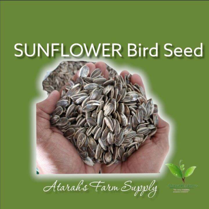 COD! Sunflower Bird Seed (250gms) Lazada PH