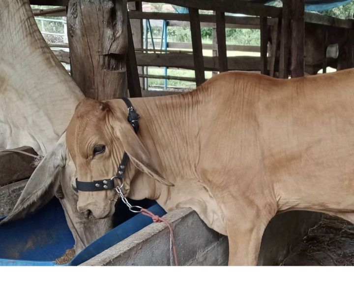 ขายส่งราคาถูก-ขลุมวัว-สายจูงวัวผ้าถัก-ขุมวัว-สำหรับวัวเล็ก-วัวขนาดกลาง-และวัวขนาดใหญ่-สินค้าพร้อมจัดส่ง