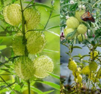 เมล็ดพันธุ์ สวอนแพลนท์ / สวอน แพลนท์ (swan plant) / หงส์เหิร / บอลลูน ฟรุต ซอง 5 เม็ด