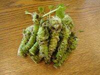 50 เมล็ดพันธุ์ วาซาบิ Wasabi Seeds มีคู่มือพร้อมปลูก อัตรางอก 80-85%