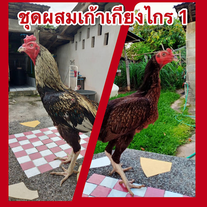 ไข่ไก่ชน-พม่าสายมูเซอดำ