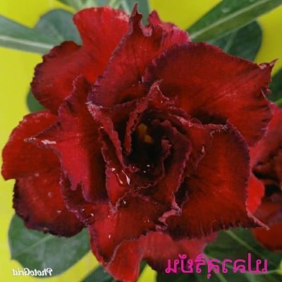 10 เมล็ด เมล็ดพันธุ์ Garden ชวนชม สายพันธุ์ Taiwan ดอกสีแดง Adenium seed กุหลาบทะเลทราย Desert Rose ราชินีบอนไซ เมล็ดปลูก ตกแต่งสวน อัตรางอก 80-90%