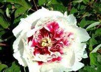 20 เมล็ด เมล็ดโบตั๋น ดอกโบตั๋น ดอกพีโอนี (Peony) สีขาว White Peony ดอกไม้นี้​เป็นสัญลักษณ์ของความมั่งคั่งร่ำรวย ความซื่อสัตย์ อัตราการงอกสูง  70-80%