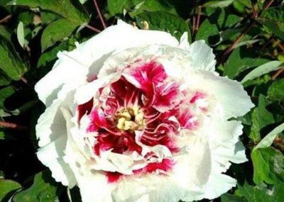 10 เมล็ด เมล็ดโบตั๋น ดอกโบตั๋น ดอกพีโอนี (Peony) สีขาว White Peony ดอกไม้นี้​เป็นสัญลักษณ์ของความมั่งคั่งร่ำรวย ความซื่อสัตย์ อัตราการงอกสูง  70-80%
