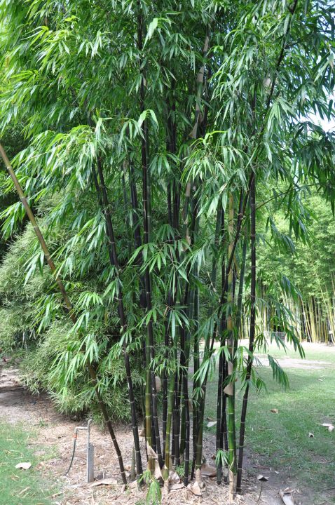 ไผ่ดำ-ไผ่ดำติมอร์-bambusa-lako-สายพันธ์จากประเทศอินโดนีเซีย-สวยงาม-ลำตรง-ดูแลง่าย-ต้นกล้าแข็งแรงพร้อมปลูก