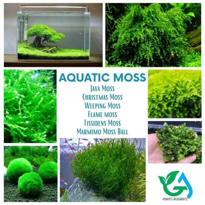 Aquatic Moss Java Moss, Christmas Moss, Weeping Moss, Flame Moss
