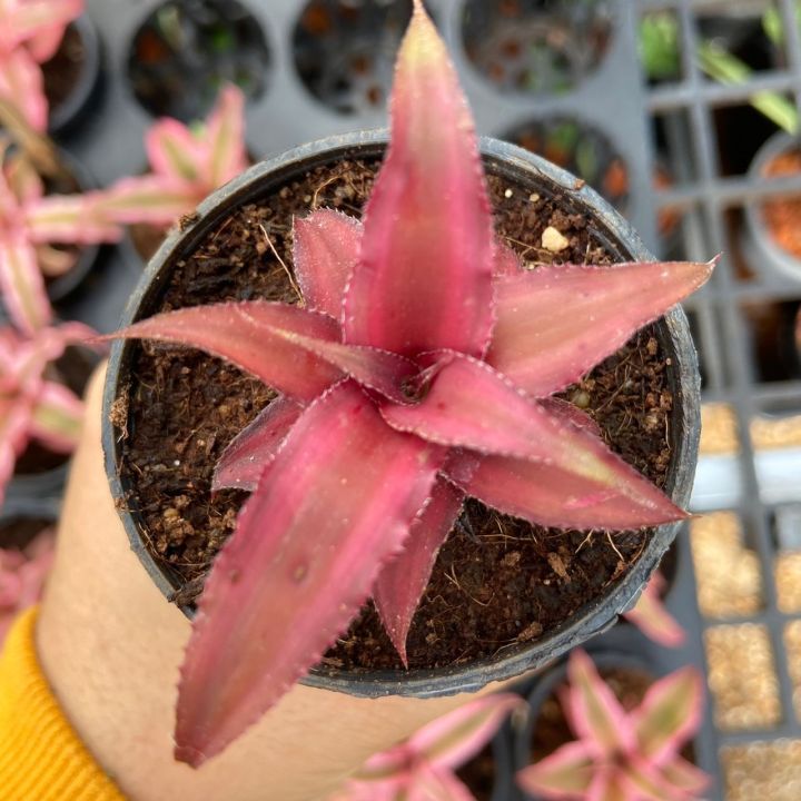 ต้นสับปะรดสีแดง-cryptanthus-bivittatus-red-star