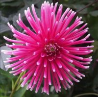 1 เหง้า/ออเดอร์ รักเร่ Dahlia สายพันธุ์ Pianella หัวรักเร่ ดอกไม้ หัวหน่อ เหง้า นำเข้า เนเธอร์แลน หัวสดใหม่