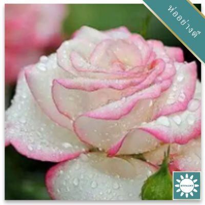 30 เมล็ด เมล็ดพันธุ์ กุหลาบ White Pink Rose Rose Seeds ดอกใหญ่ นำเข้าจากต่างประเทศ พร้อมคู่มือ เมล็ดสด ใหม่