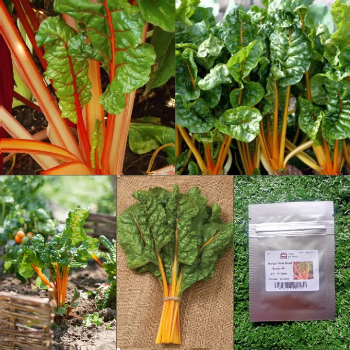 เมล็ด เมล็ดสวิสชาร์ด สีส้ม Swiss Chard Orange 15100 เมล็ด สวิสชาร์ด