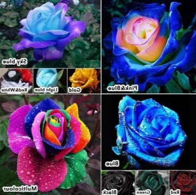 30 เมล็ด เมล็ดพันธุ์ กุหลาบ สีฟ้า-ชมพู Rose Seeds ดอกใหญ่ นำเข้าจากต่างประเทศ พร้อมคู่มือ เมล็ดสด ใหม่