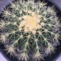 ? ถังทอง 13-16 ซม. #แคคตัสราคาถูก# แคคตัสถังทอง (Golden barrel cactus)# กระบองเพชร # พืชทนแล้ง # ต้นไม้ทะเลทราย # อิชิโนแคคตัส ของพร้อมส่ง เก็บเงินปลายทาง ?