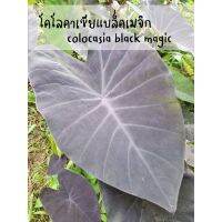 พร้อมส่ง โปรโมชั่น แบล็คเมจิก(black magic)โคโลคาเซีย แบล็คเมจิก ส่งแบบห่อตุ้มตัดใบ ส่งทั่วประเทศ พรรณ ไม้ น้ำ พรรณ ไม้ ทุก ชนิด พรรณ ไม้ น้ำ สวยงาม พรรณ ไม้ มงคล