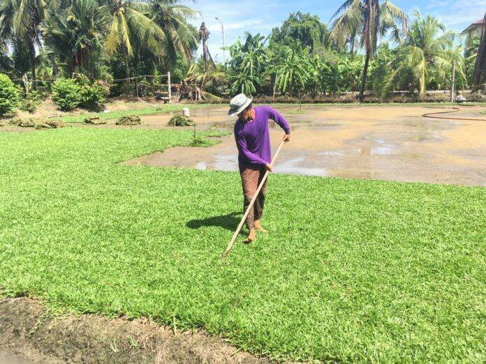 เมล็ดพันธ์ุหญ้าเบอร์มิวด้า-3-กรัม-หญ้าสนามกอล์ฟ-และ-หญ้าสวน-bermuda-grass-seed