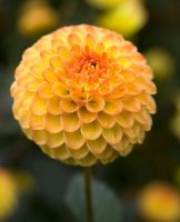 เมล็ดพันธุ์ dahlia pinnata pompon 30 เมล็ด เมล็ดพันธุ์นำเข้าจาก อังกฤษ