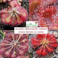 ต้นหยาดน้ำค้าง Drosera Spatulata var. lovellae (พันธุ์ สปาตูลาต้า เวอเลิฟแลร์) (ส่งทั้งกระถาง 3 นิ้ว) พืชดักจับแมลง น้ำหยาดเยื้ม สวยงาม ชอบความชื้นมาก